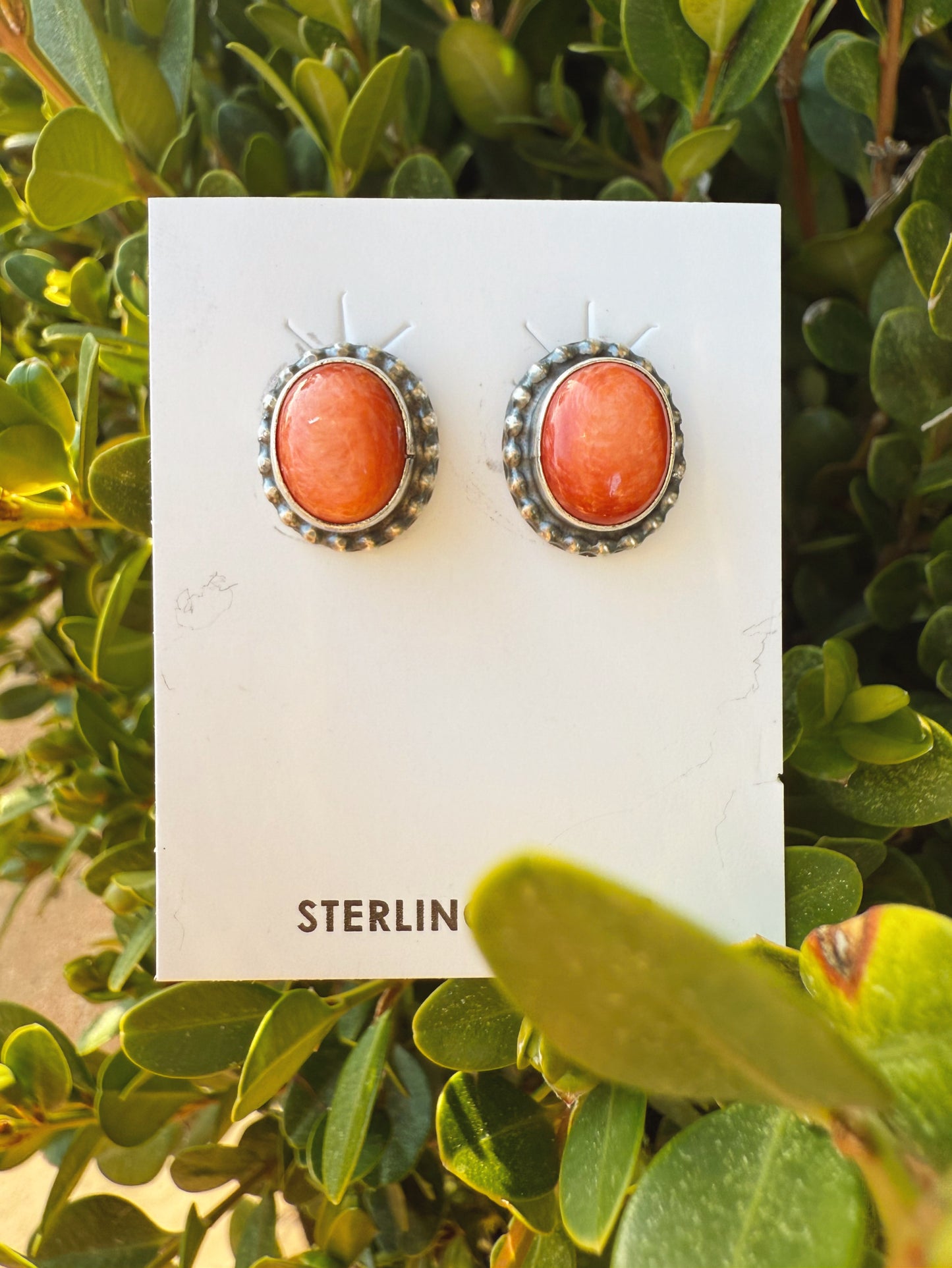 Spiny Oyster Desert Stud Earrings